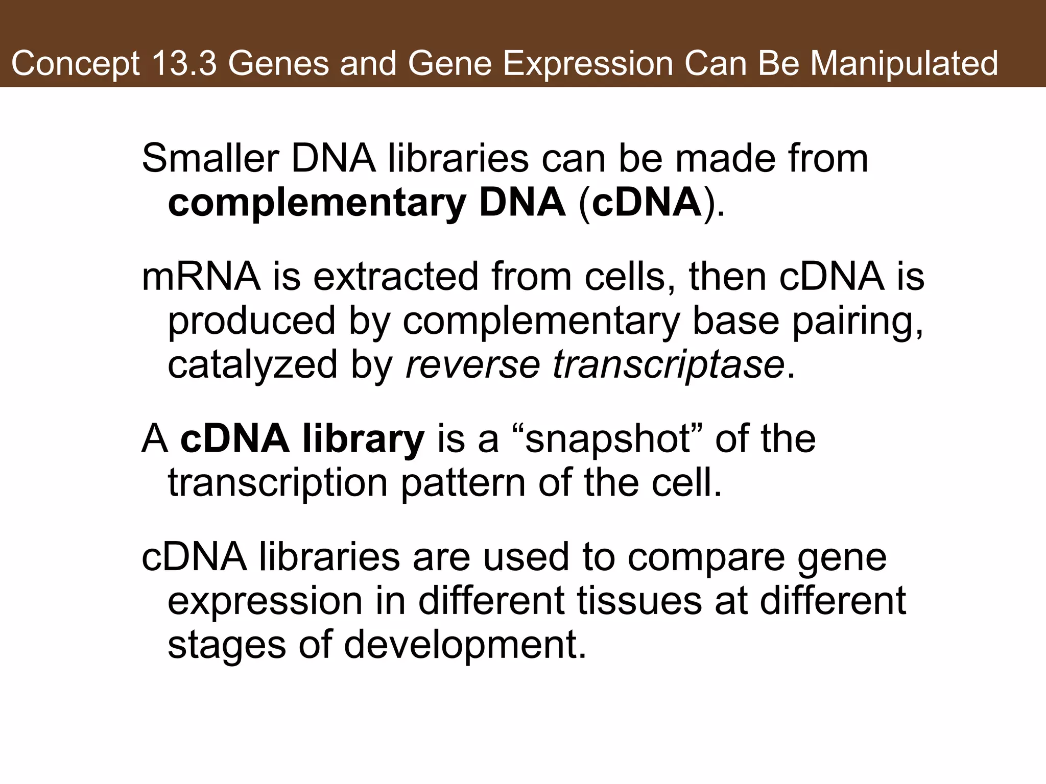 Concept 13.3 Genes and Gene Expression Can Be Manipulated
Smaller DNA libraries can be made from
complementary DNA (cDNA).
mRNA is extracted from cells, then cDNA is
produced by complementary base pairing,
catalyzed by reverse transcriptase.
A cDNA library is a “snapshot” of the
transcription pattern of the cell.
cDNA libraries are used to compare gene
expression in different tissues at different
stages of development.
 