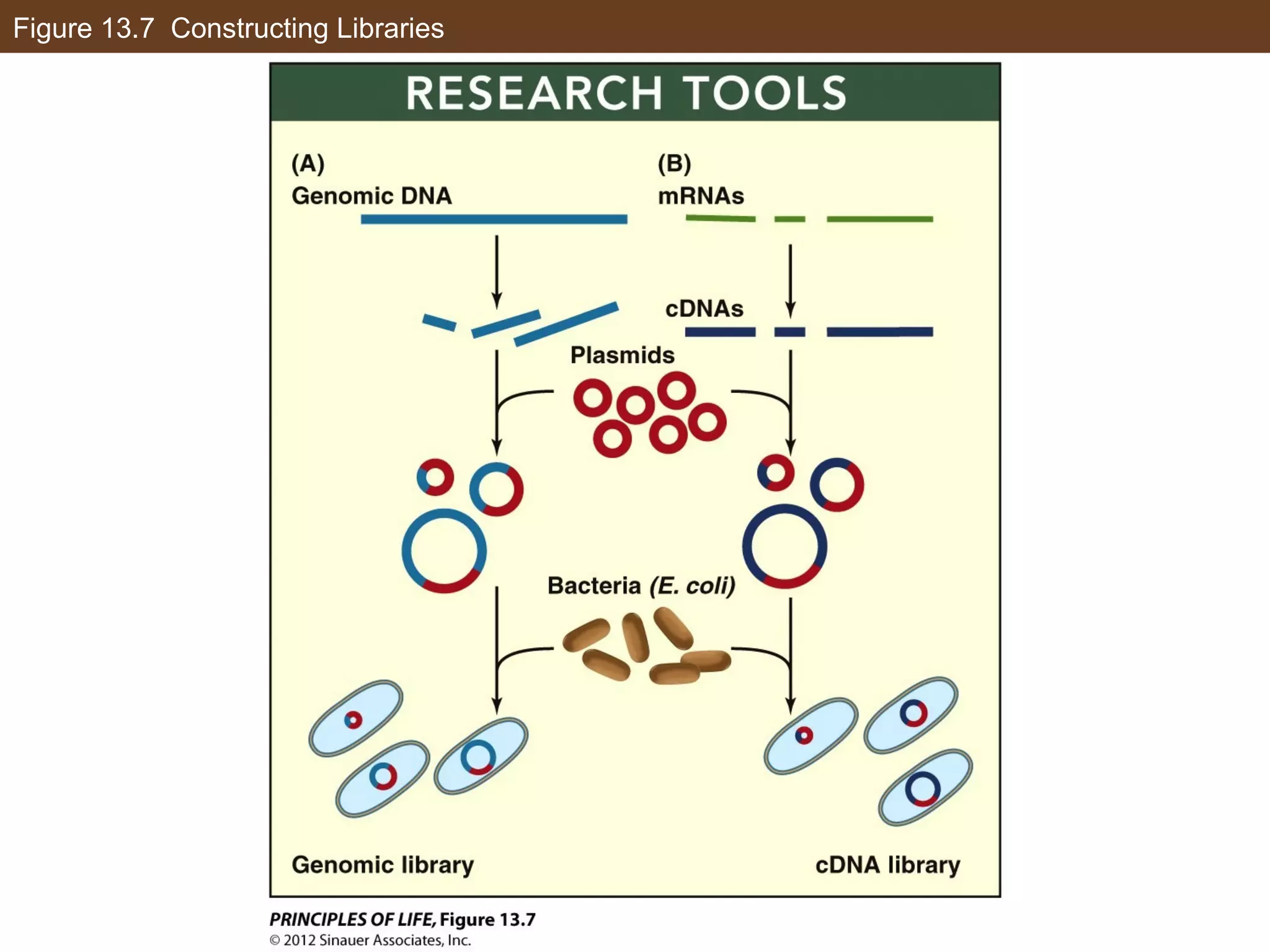Figure 13.7 Constructing Libraries
 
