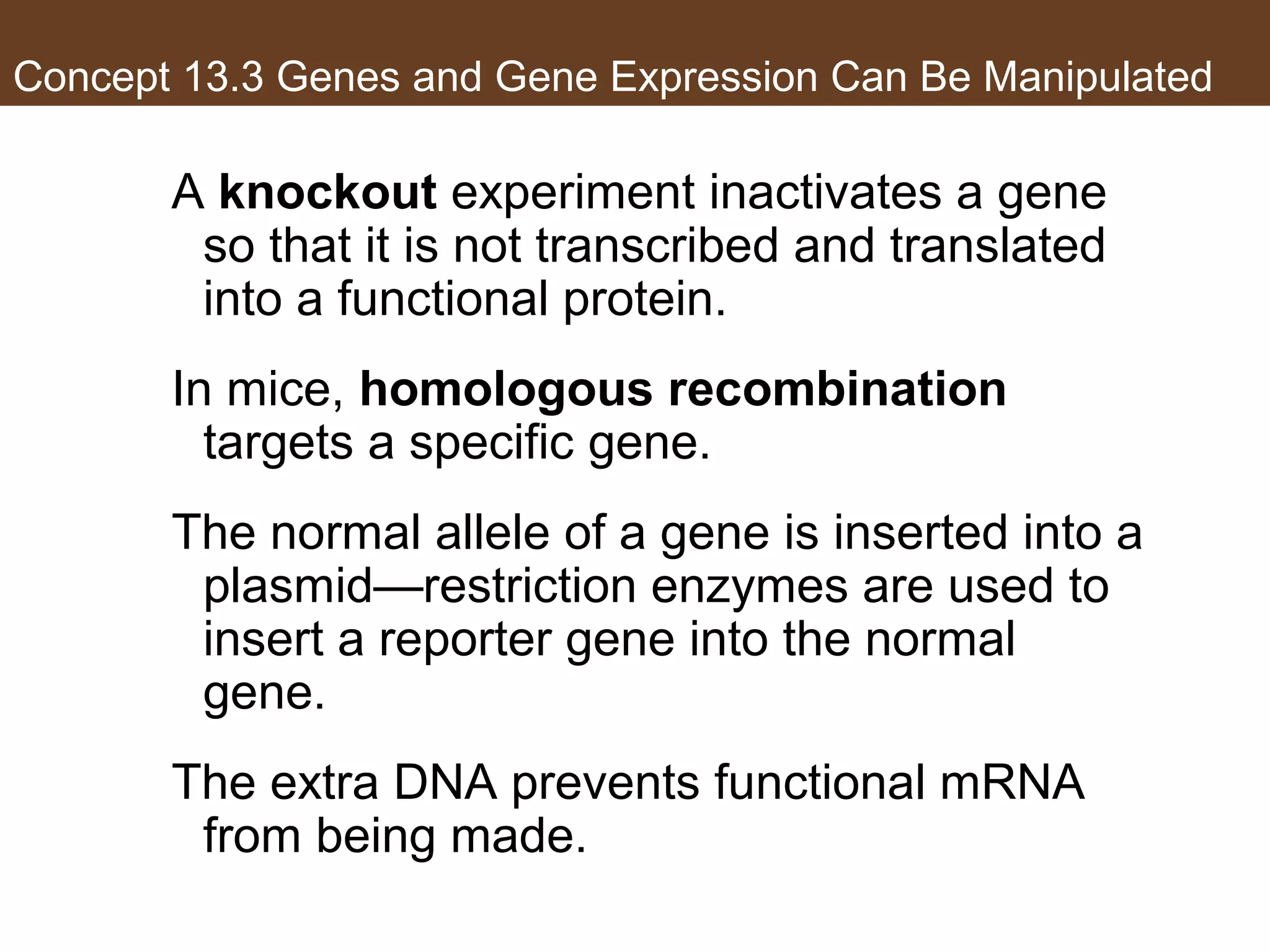 Concept 13.3 Genes and Gene Expression Can Be Manipulated
A knockout experiment inactivates a gene
so that it is not transcribed and translated
into a functional protein.
In mice, homologous recombination
targets a specific gene.
The normal allele of a gene is inserted into a
plasmid—restriction enzymes are used to
insert a reporter gene into the normal
gene.
The extra DNA prevents functional mRNA
from being made.
 