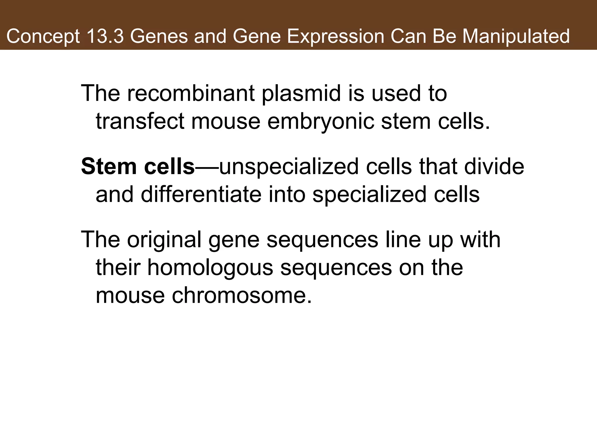 Concept 13.3 Genes and Gene Expression Can Be Manipulated
The recombinant plasmid is used to
transfect mouse embryonic stem cells.
Stem cells—unspecialized cells that divide
and differentiate into specialized cells
The original gene sequences line up with
their homologous sequences on the
mouse chromosome.
 