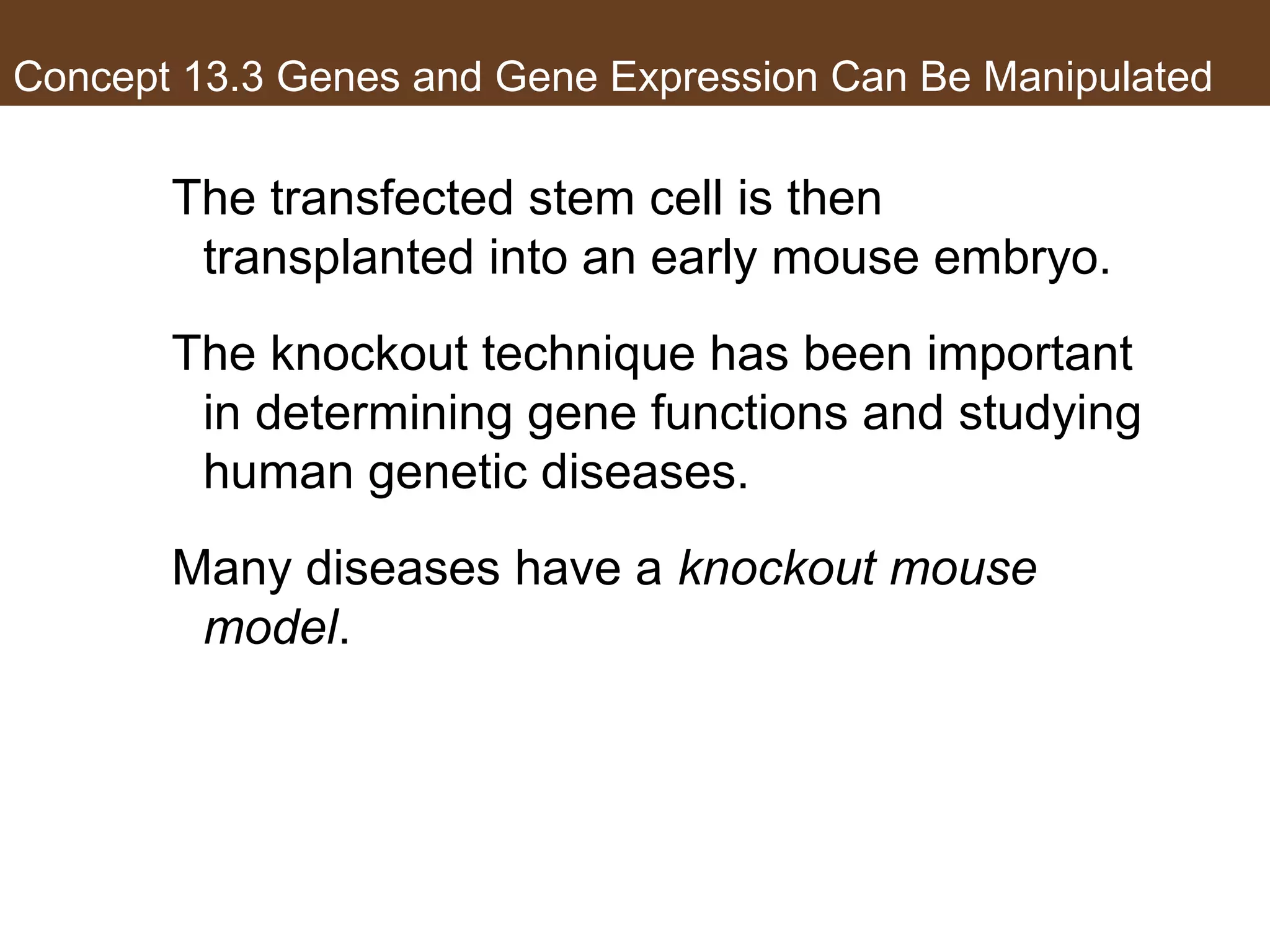 Concept 13.3 Genes and Gene Expression Can Be Manipulated
The transfected stem cell is then
transplanted into an early mouse embryo.
The knockout technique has been important
in determining gene functions and studying
human genetic diseases.
Many diseases have a knockout mouse
model.
 
