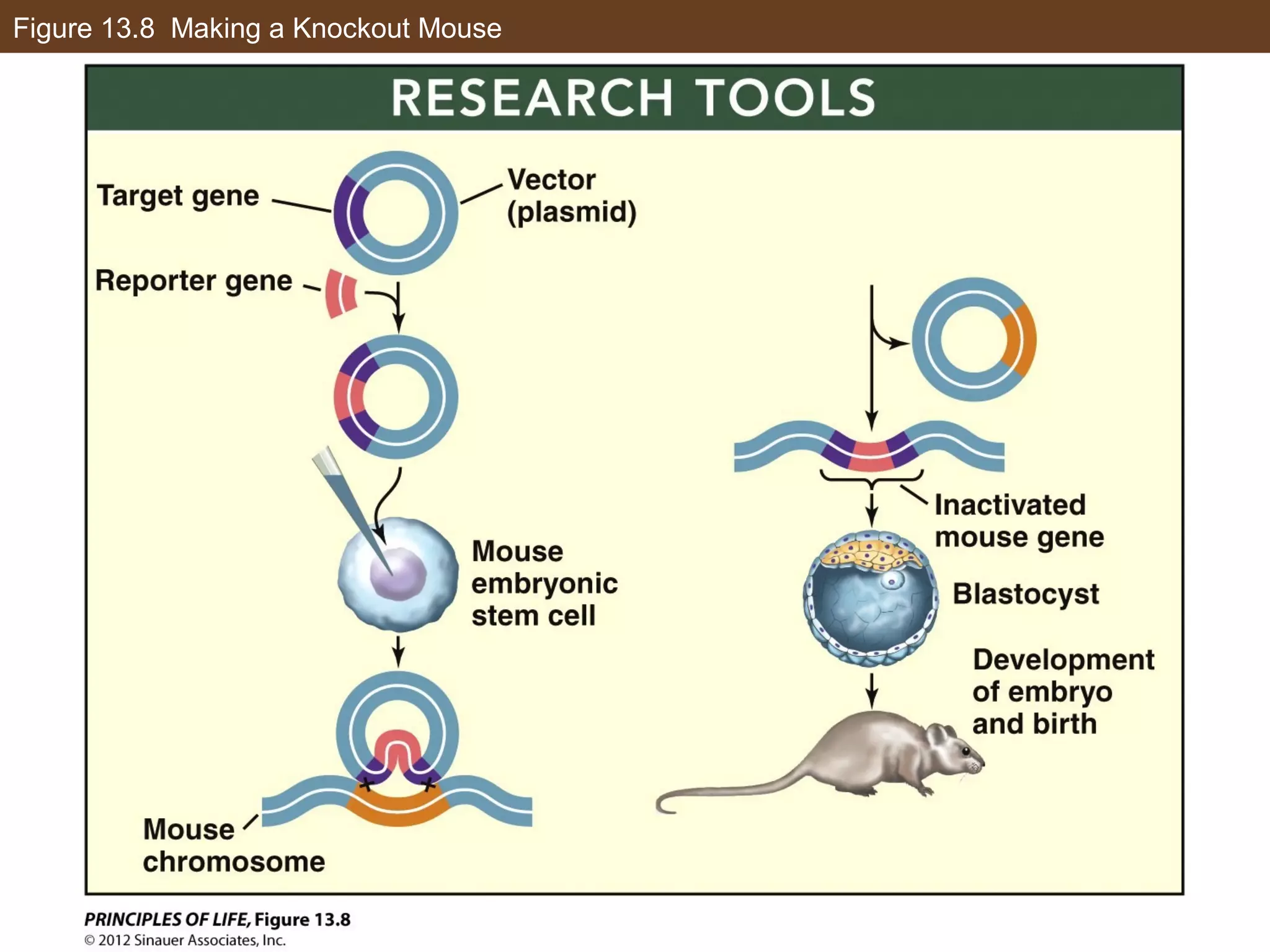 Figure 13.8 Making a Knockout Mouse
 