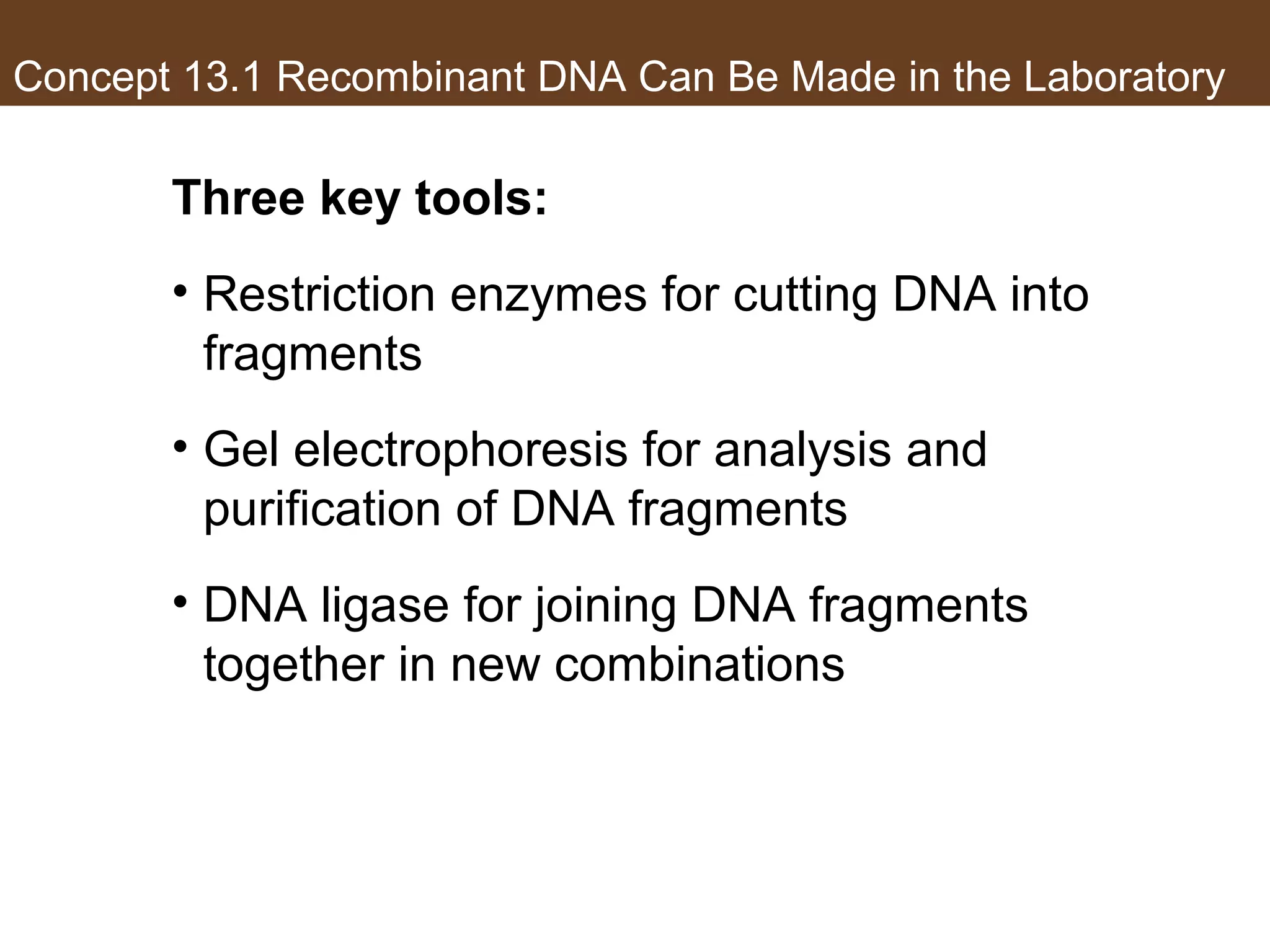 Concept 13.1 Recombinant DNA Can Be Made in the Laboratory
Three key tools:
• Restriction enzymes for cutting DNA into
fragments
• Gel electrophoresis for analysis and
purification of DNA fragments
• DNA ligase for joining DNA fragments
together in new combinations
 