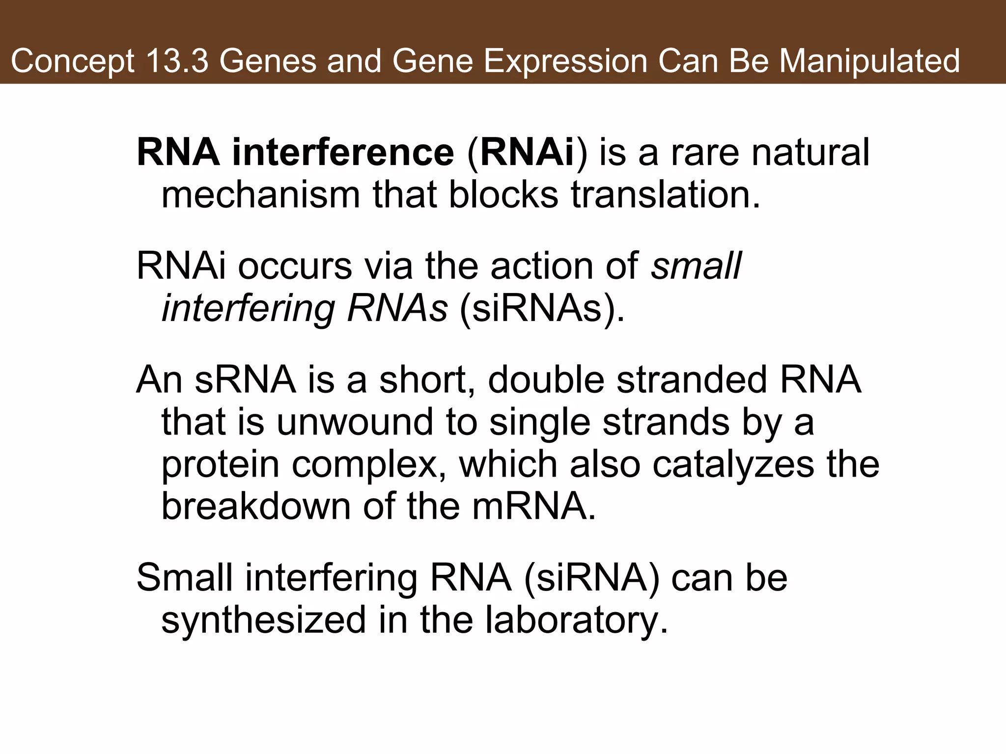 Concept 13.3 Genes and Gene Expression Can Be Manipulated
RNA interference (RNAi) is a rare natural
mechanism that blocks translation.
RNAi occurs via the action of small
interfering RNAs (siRNAs).
An sRNA is a short, double stranded RNA
that is unwound to single strands by a
protein complex, which also catalyzes the
breakdown of the mRNA.
Small interfering RNA (siRNA) can be
synthesized in the laboratory.
 