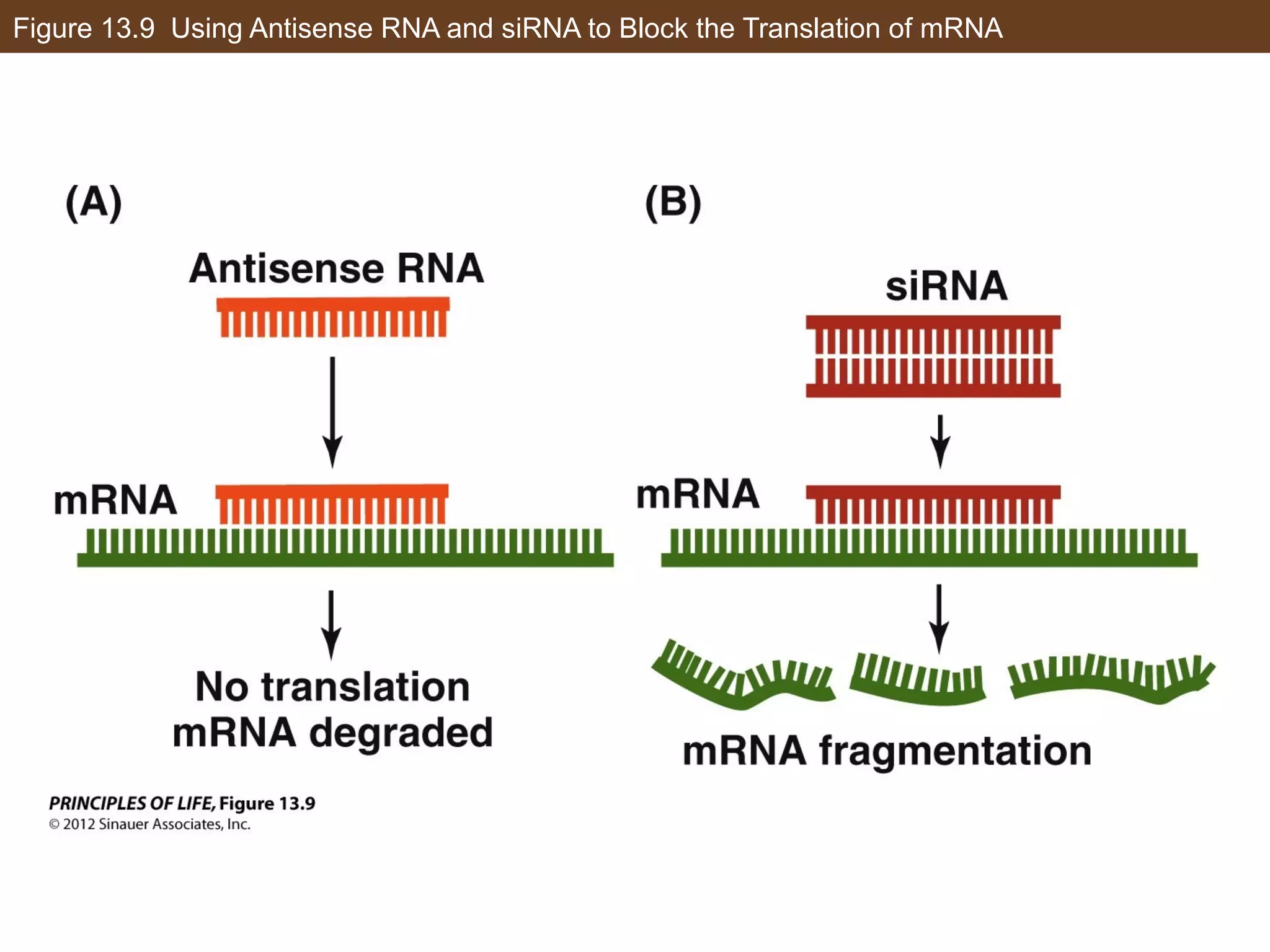 Figure 13.9 Using Antisense RNA and siRNA to Block the Translation of mRNA
 