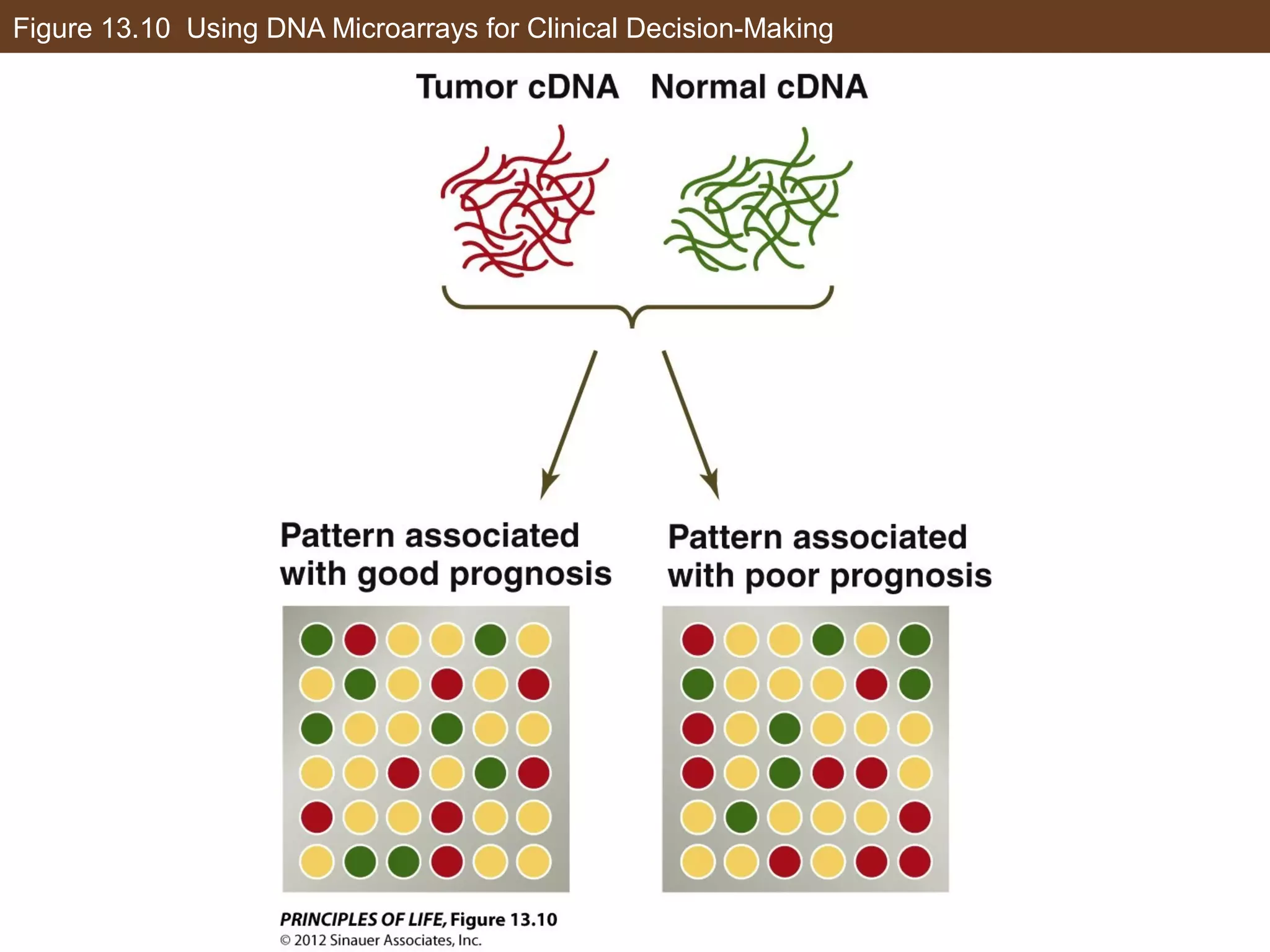 Figure 13.10 Using DNA Microarrays for Clinical Decision-Making
 