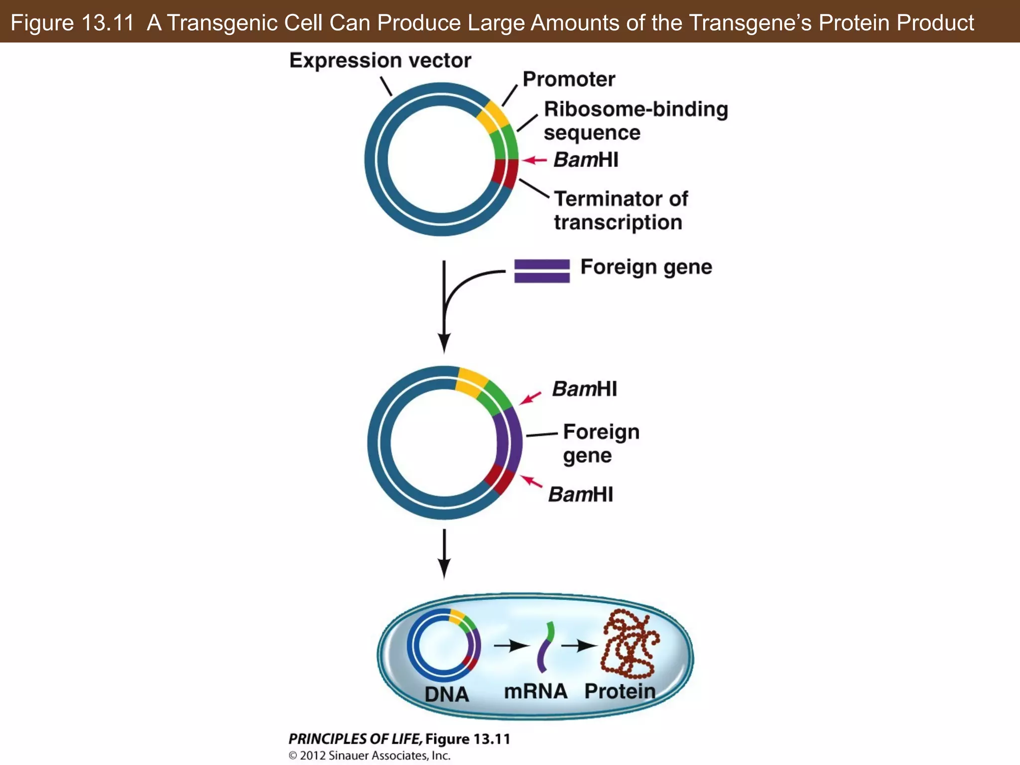 Figure 13.11 A Transgenic Cell Can Produce Large Amounts of the Transgene’s Protein Product
 