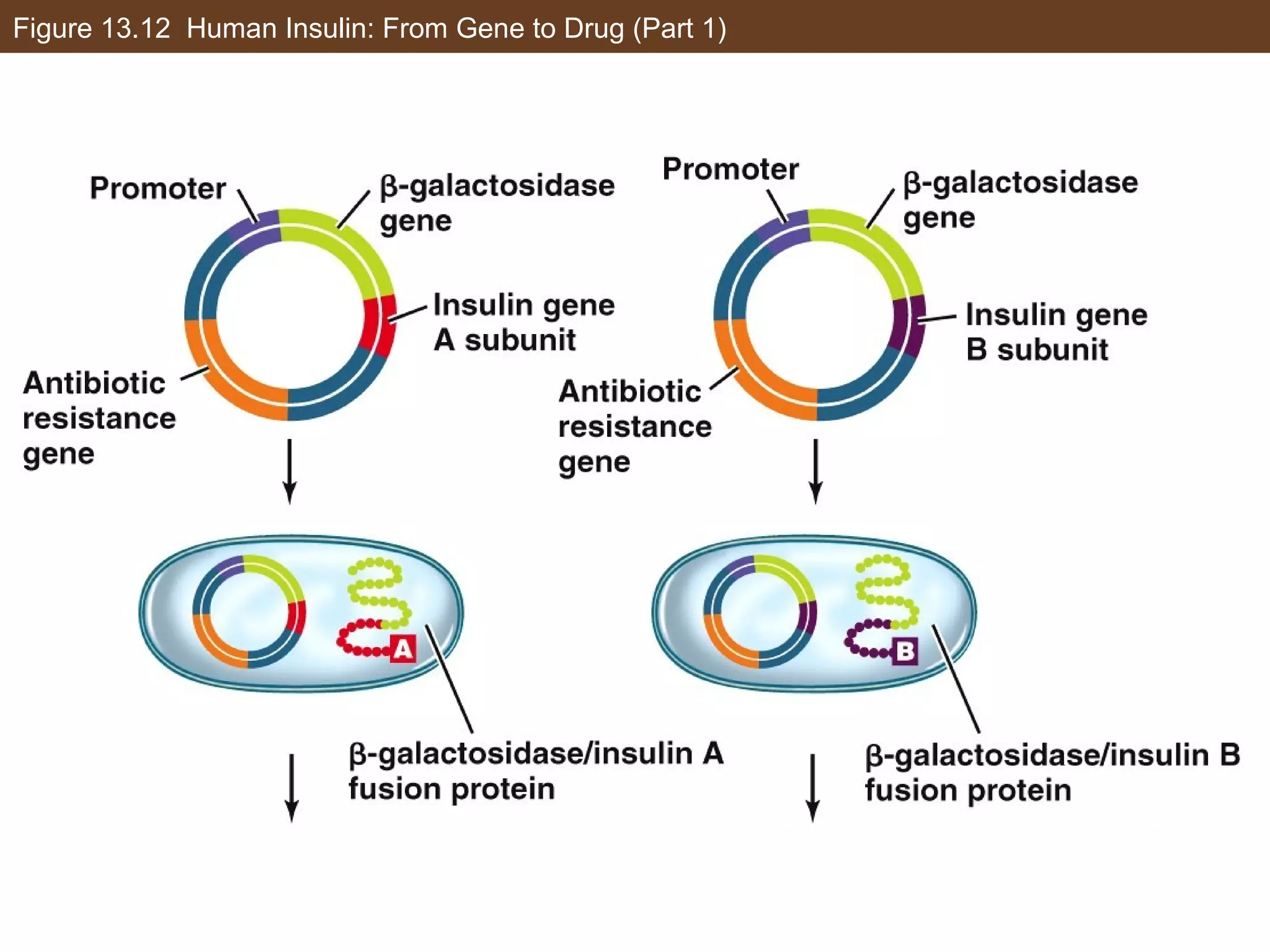 Figure 13.12 Human Insulin: From Gene to Drug (Part 1)
 