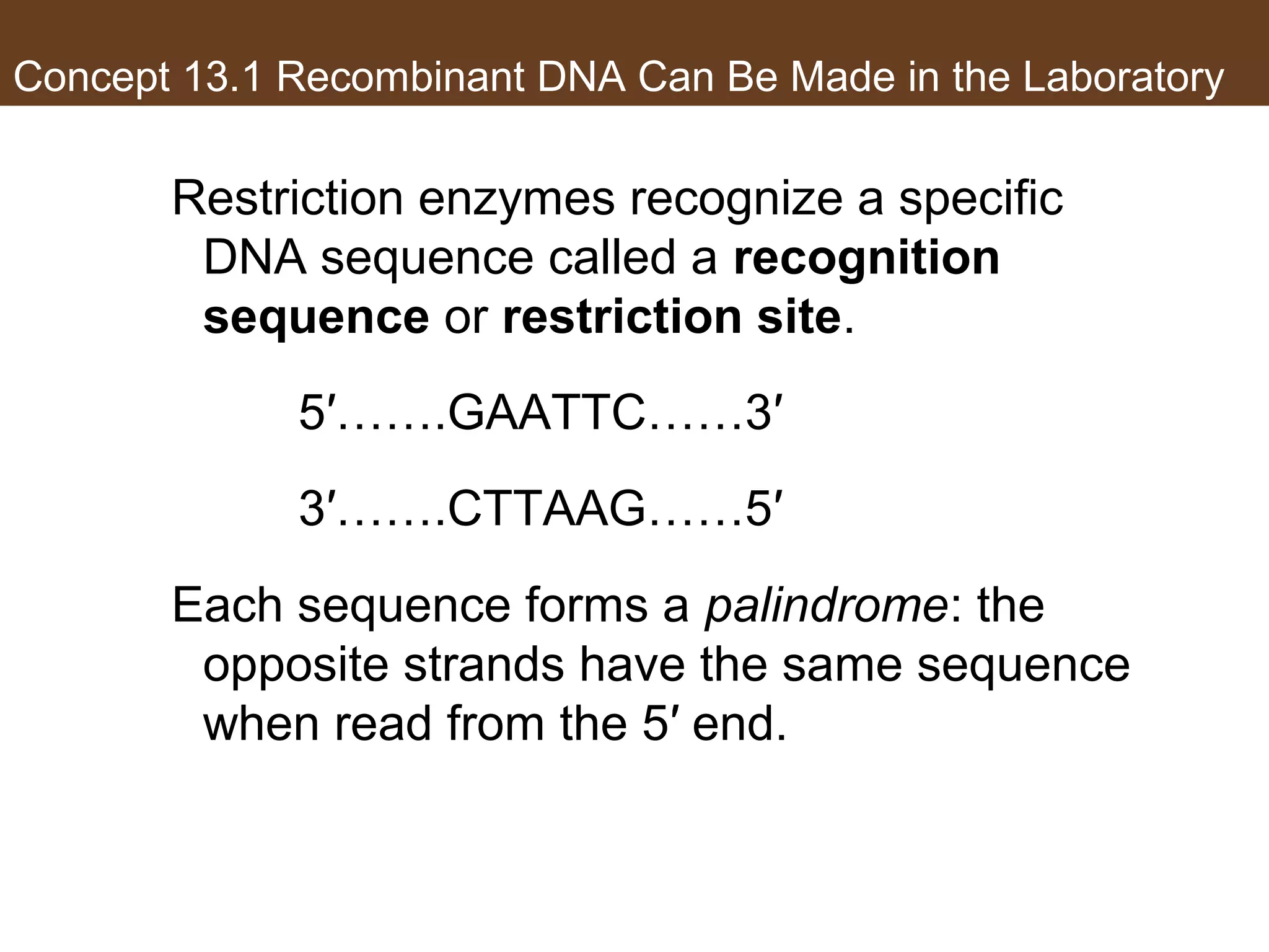 Concept 13.1 Recombinant DNA Can Be Made in the Laboratory
Restriction enzymes recognize a specific
DNA sequence called a recognition
sequence or restriction site.
5′…….GAATTC……3′
3′…….CTTAAG……5′
Each sequence forms a palindrome: the
opposite strands have the same sequence
when read from the 5′ end.
 