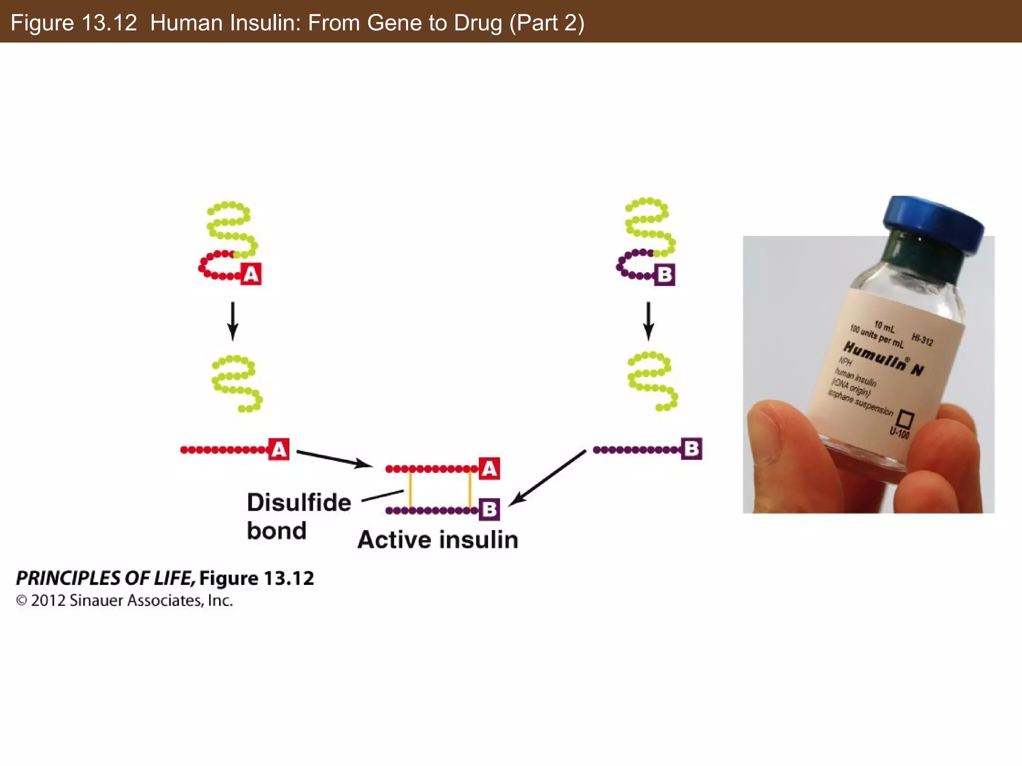 Figure 13.12 Human Insulin: From Gene to Drug (Part 2)
 