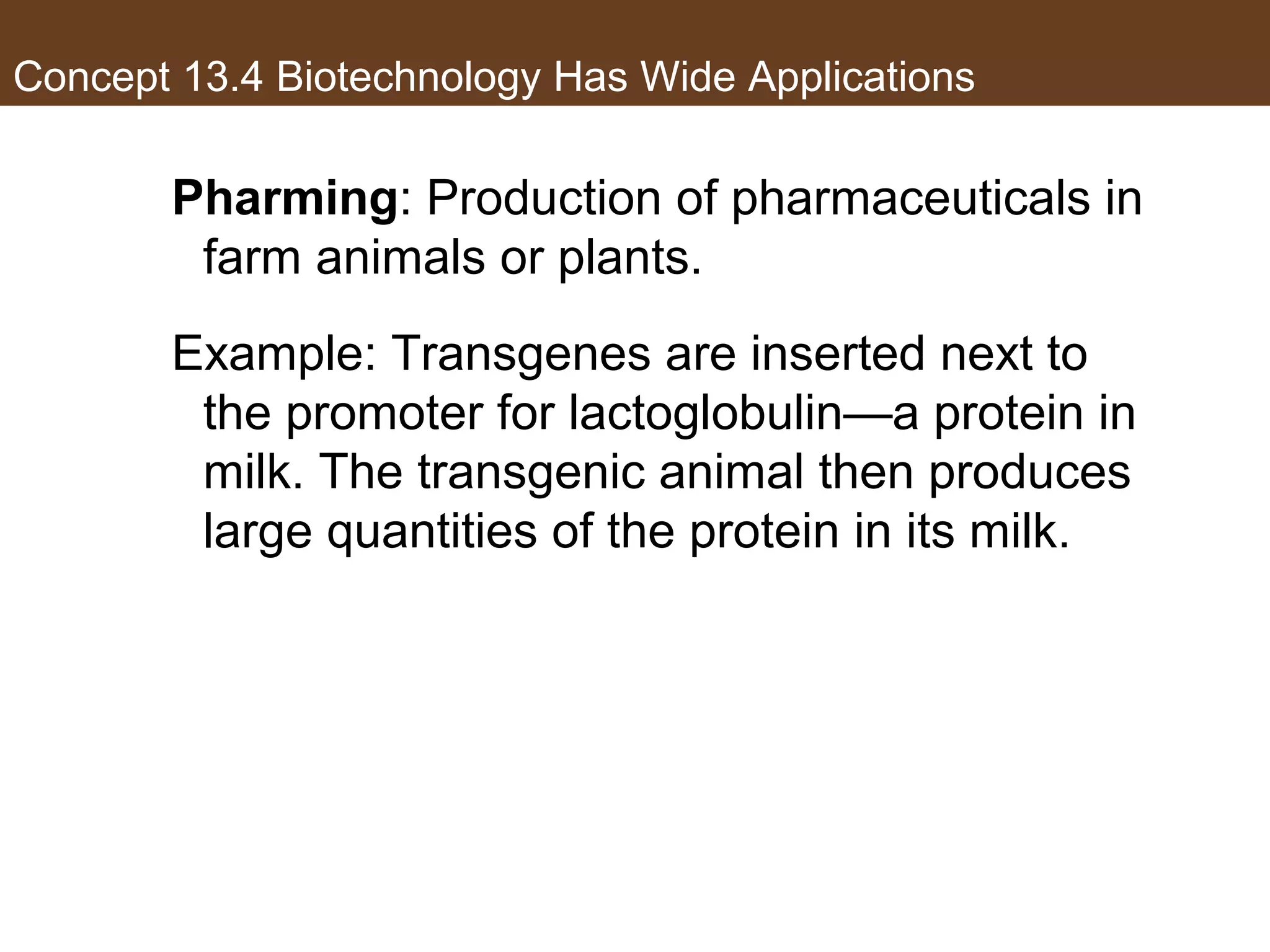 Concept 13.4 Biotechnology Has Wide Applications
Pharming: Production of pharmaceuticals in
farm animals or plants.
Example: Transgenes are inserted next to
the promoter for lactoglobulin—a protein in
milk. The transgenic animal then produces
large quantities of the protein in its milk.
 