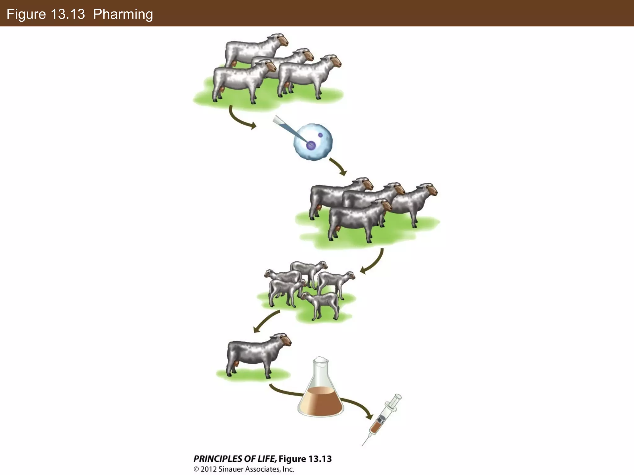 Figure 13.13 Pharming
 