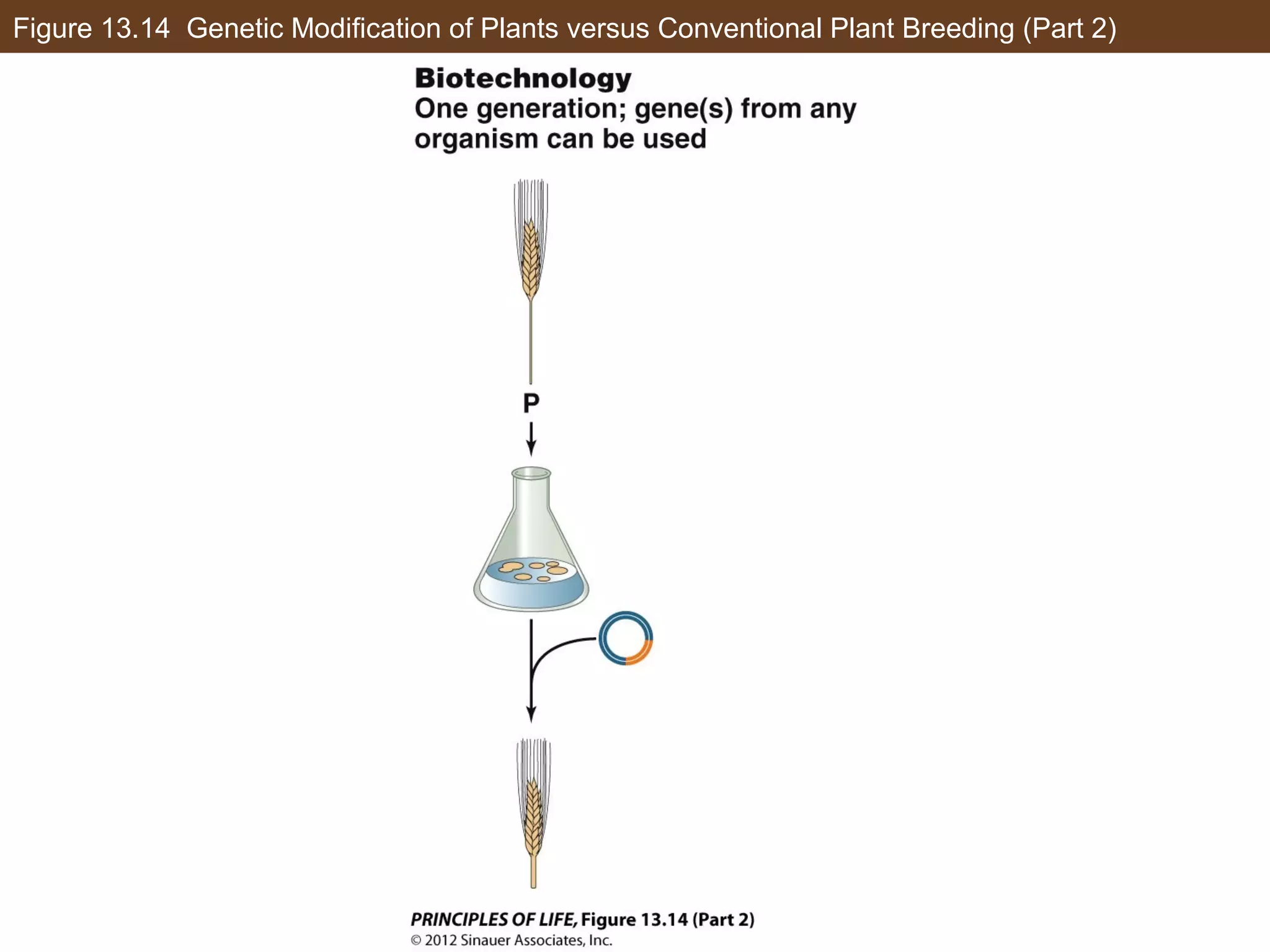 Figure 13.14 Genetic Modification of Plants versus Conventional Plant Breeding (Part 2)
 