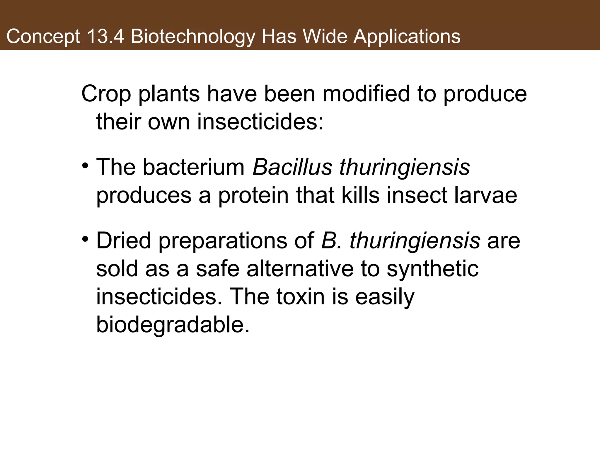 Concept 13.4 Biotechnology Has Wide Applications
Crop plants have been modified to produce
their own insecticides:
• The bacterium Bacillus thuringiensis
produces a protein that kills insect larvae
• Dried preparations of B. thuringiensis are
sold as a safe alternative to synthetic
insecticides. The toxin is easily
biodegradable.
 