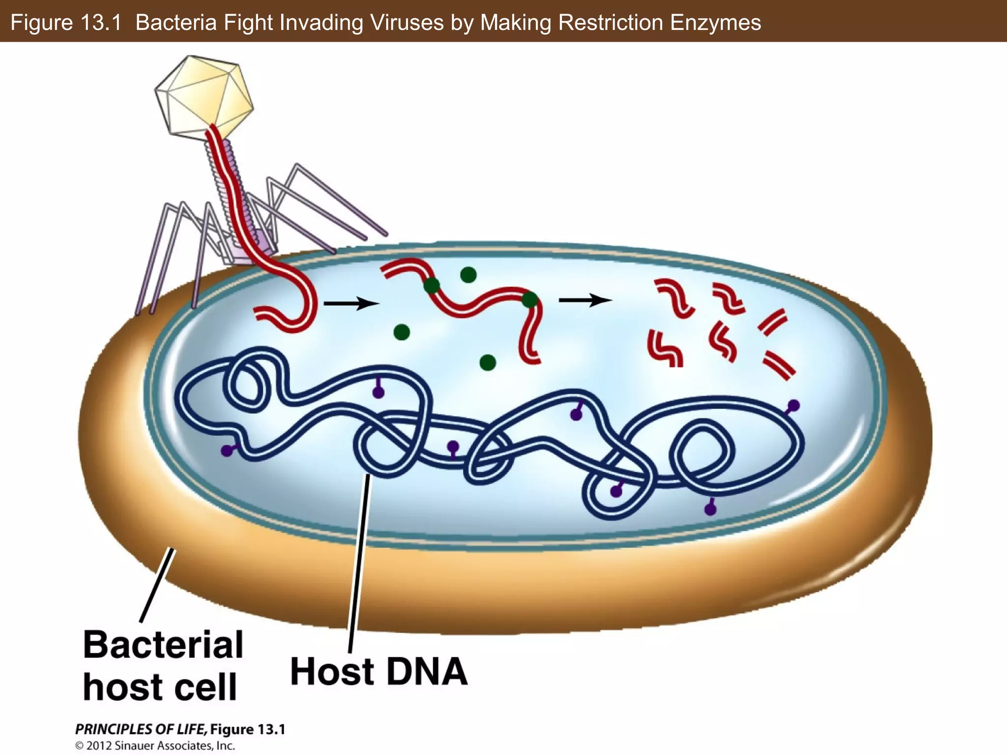 Figure 13.1 Bacteria Fight Invading Viruses by Making Restriction Enzymes
 