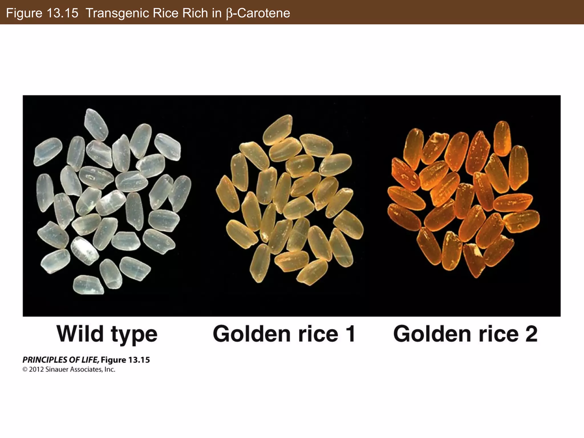 Figure 13.15 Transgenic Rice Rich in β-Carotene
 