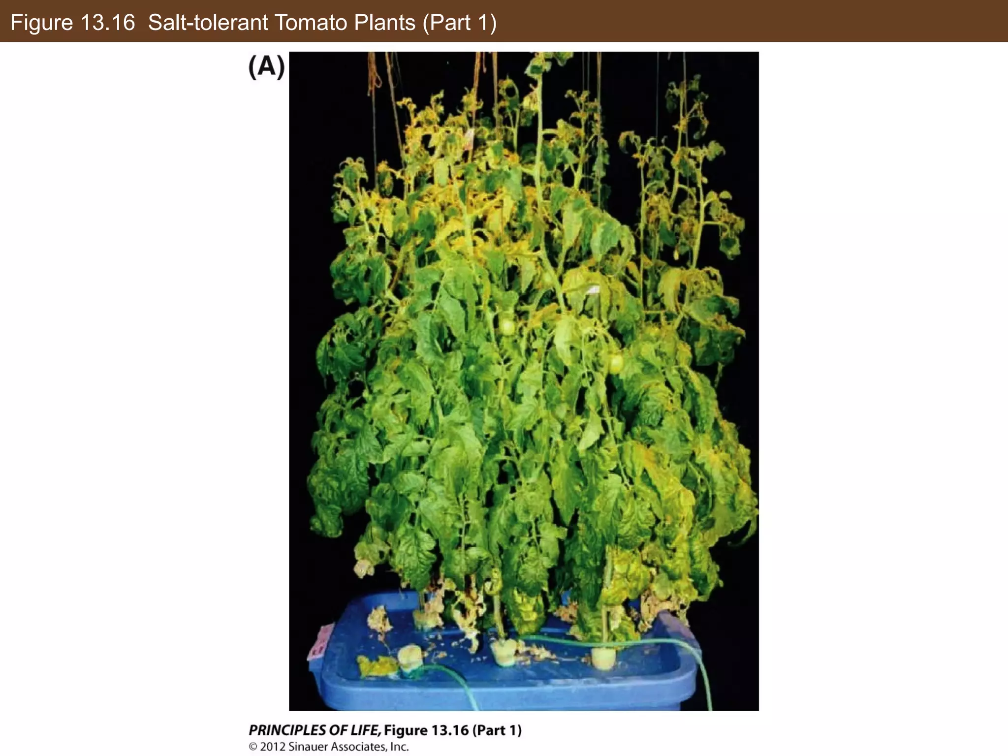Figure 13.16 Salt-tolerant Tomato Plants (Part 1)
 