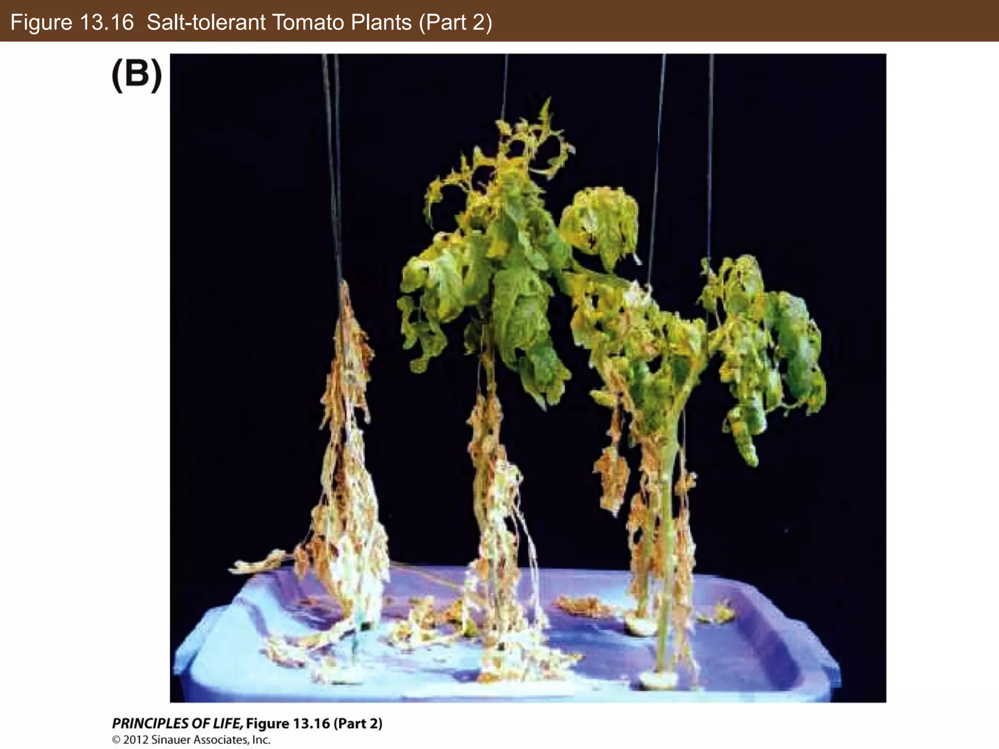 Figure 13.16 Salt-tolerant Tomato Plants (Part 2)
 