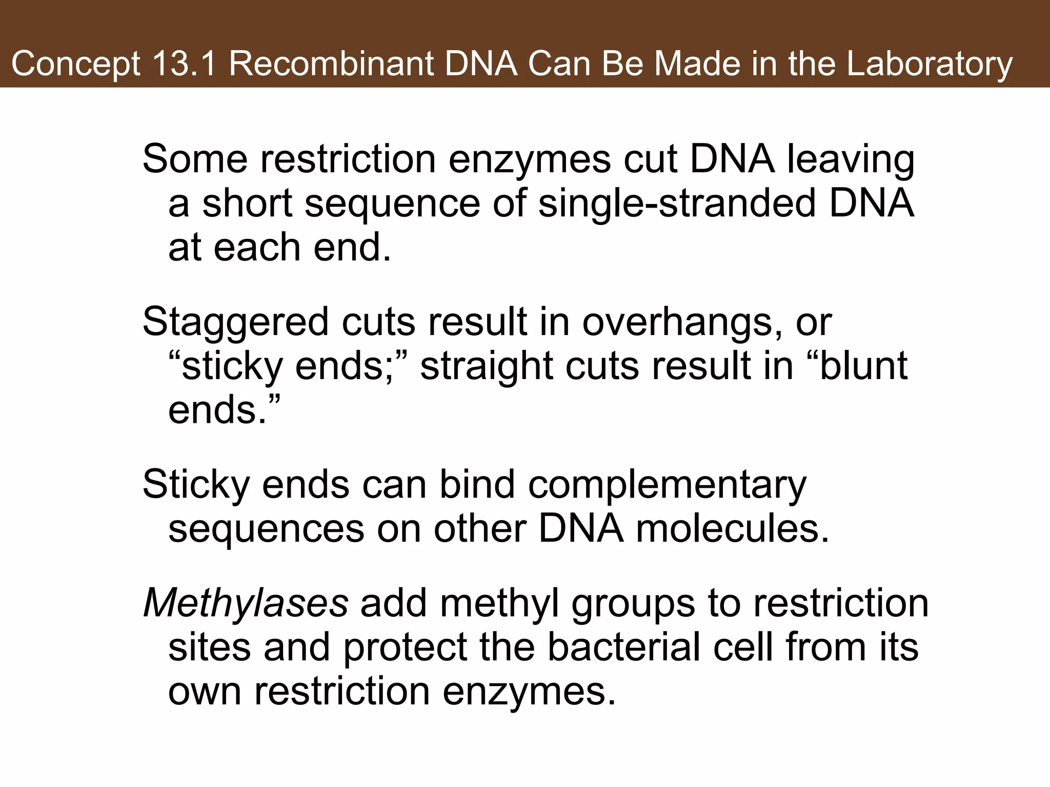 Concept 13.1 Recombinant DNA Can Be Made in the Laboratory
Some restriction enzymes cut DNA leaving
a short sequence of single-stranded DNA
at each end.
Staggered cuts result in overhangs, or
“sticky ends;” straight cuts result in “blunt
ends.”
Sticky ends can bind complementary
sequences on other DNA molecules.
Methylases add methyl groups to restriction
sites and protect the bacterial cell from its
own restriction enzymes.
 