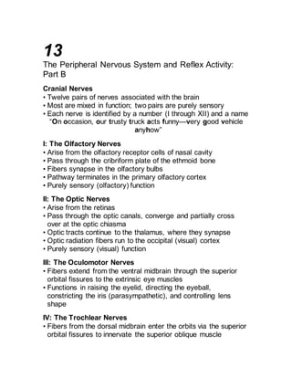 13 
The Peripheral Nervous System and Reflex Activity: 
Part B 
Cranial Nerves 
• Twelve pairs of nerves associated with the brain 
• Most are mixed in function; two pairs are purely sensory 
• Each nerve is identified by a number (I through XII) and a name 
“On occasion, our trusty truck acts funny—very good vehicle 
anyhow” 
I: The Olfactory Nerves 
• Arise from the olfactory receptor cells of nasal cavity 
• Pass through the cribriform plate of the ethmoid bone 
• Fibers synapse in the olfactory bulbs 
• Pathway terminates in the primary olfactory cortex 
• Purely sensory (olfactory) function 
II: The Optic Nerves 
• Arise from the retinas 
• Pass through the optic canals, converge and partially cross 
over at the optic chiasma 
• Optic tracts continue to the thalamus, where they synapse 
• Optic radiation fibers run to the occipital (visual) cortex 
• Purely sensory (visual) function 
III: The Oculomotor Nerves 
• Fibers extend from the ventral midbrain through the superior 
orbital fissures to the extrinsic eye muscles 
• Functions in raising the eyelid, directing the eyeball, 
constricting the iris (parasympathetic), and controlling lens 
shape 
IV: The Trochlear Nerves 
• Fibers from the dorsal midbrain enter the orbits via the superior 
orbital fissures to innervate the superior oblique muscle 
 