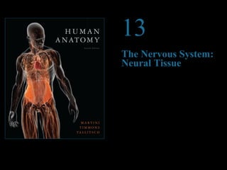 © 2012 Pearson Education, Inc. 
13 
The Nervous System: 
Neural Tissue 
PowerPoint® Lecture Presentations prepared by 
Steven Bassett 
Southeast Community College 
Lincoln, Nebraska 
 