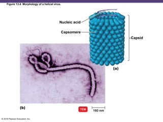 © 2016 Pearson Education, Inc.
Figure 13.4 Morphology of a helical virus.
Nucleic acid
Capsomere
Capsid
 