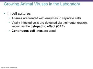 © 2016 Pearson Education, Inc.
Growing Animal Viruses in the Laboratory
• In cell cultures
• Tissues are treated with enzymes to separate cells
• Virally infected cells are detected via their deterioration,
known as the cytopathic effect (CPE)
• Continuous cell lines are used
 