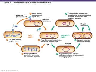 © 2016 Pearson Education, Inc.
Figure 13.12 The lysogenic cycle of bacteriophage λ in E. coli.
Phage DNA
(double-stranded)
Phage attaches
to host cell and
injects DNA.
Bacterial
chromosome
Occasionally, the prophage may
excise from the bacterial chromosome
by another recombination event,
initiating a lytic cycle.
Many cell
divisions
Lysogenic bacterium
reproduces normally.
Phage DNA integrates within the
bacterial chromosome by recombination,
becoming a prophage.
Prophage
Phage DNA circularizes and enters
lytic cycle or lysogenic cycle.
New phage DNA and
proteins are synthesized
and assembled into virions.
Cell lyses, releasing
phage virions.
OR
Lysogenic
cycle
Lytic
cycle
 