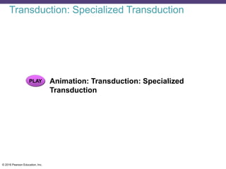 © 2016 Pearson Education, Inc.
PLAY Animation: Transduction: Specialized
Transduction
Transduction: Specialized Transduction
 