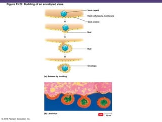 © 2016 Pearson Education, Inc.
Figure 13.20 Budding of an enveloped virus.
Viral capsid
Host cell plasma membrane
Viral protein
Bud
Bud
Envelope
Release by budding
Lentivirus
 