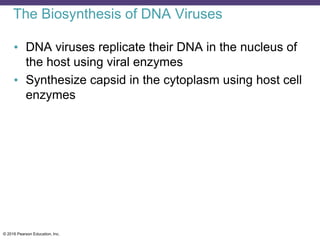 © 2016 Pearson Education, Inc.
The Biosynthesis of DNA Viruses
• DNA viruses replicate their DNA in the nucleus of
the host using viral enzymes
• Synthesize capsid in the cytoplasm using host cell
enzymes
 