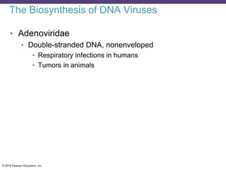 © 2016 Pearson Education, Inc.
The Biosynthesis of DNA Viruses
• Adenoviridae
• Double-stranded DNA, nonenveloped
• Respiratory infections in humans
• Tumors in animals
 