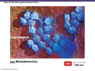 © 2016 Pearson Education, Inc.
Figure 13.16a DNA-containing animal viruses.
Capsomere
Mastadenovirus
 