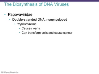 © 2016 Pearson Education, Inc.
The Biosynthesis of DNA Viruses
• Papovaviridae
• Double-stranded DNA, nonenveloped
• Papillomavirus
• Causes warts
• Can transform cells and cause cancer
 