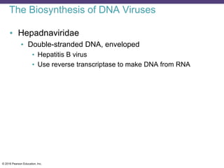 © 2016 Pearson Education, Inc.
The Biosynthesis of DNA Viruses
• Hepadnaviridae
• Double-stranded DNA, enveloped
• Hepatitis B virus
• Use reverse transcriptase to make DNA from RNA
 