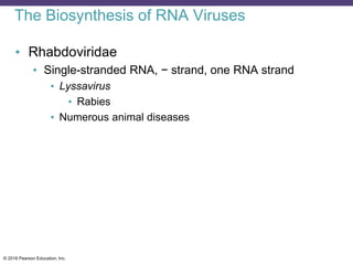 © 2016 Pearson Education, Inc.
The Biosynthesis of RNA Viruses
• Rhabdoviridae
• Single-stranded RNA, − strand, one RNA strand
• Lyssavirus
• Rabies
• Numerous animal diseases
 