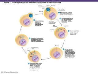 © 2016 Pearson Education, Inc.
Figure 13.19 Multiplication and inheritance processes of the Retroviridae.
Reverse
transcriptase
Capsid Envelope
Virus
Host cell
Two identical +
strands of RNA
Retrovirus enters by fusion
between attachment spikes
and the host cell receptors.
Uncoating releases the two
viral RNA strands and the
viral enzymes reverse
transcriptase, integrase,
and protease.
DNA of one
of the host cell's
chromosomes
Mature retrovirus
leaves the host cell,
acquiring an
envelope and
attachment spikes
as it buds out. Viral
enzymes
Viral RNA
Viral DNA
Reverse transcriptase
copies viral RNA to
produce double-
stranded DNA.
Viral proteins are processed
by viral protease; some of the
viral proteins are moved
to the host plasma membrane.
Identical strands
of RNAViral
proteins
RNA
Provirus
Transcription of the provirus
may also occur, producing
RNA for new retrovirus
genomes and RNA that
encodes the retrovirus
capsid, enzymes, and
envelope proteins.
The new viral DNA
is transported into
the host cell's nucleus,
where it's integrated into
a host cell chromosome
as a provirus by viral
integrase. The provirus
may be replicated when
the host cell replicates.
 