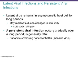 © 2016 Pearson Education, Inc.
Latent Viral Infections and Persistent Viral
Infections
• Latent virus remains in asymptomatic host cell for
long periods
• May reactivate due to changes in immunity
• Cold sores, shingles
• A persistent viral infection occurs gradually over
a long period; is generally fatal
• Subacute sclerosing panencephalitis (measles virus)
 