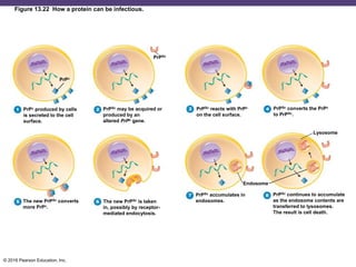 © 2016 Pearson Education, Inc.
Figure 13.22 How a protein can be infectious.
PrPc produced by cells
is secreted to the cell
surface.
PrPSc may be acquired or
produced by an
altered PrPc gene.
PrPSc reacts with PrPc
on the cell surface.
PrPSc converts the PrPc
to PrPSc.
Lysosome
Endosome
PrPSc continues to accumulate
as the endosome contents are
transferred to lysosomes.
The result is cell death.
PrPSc accumulates in
endosomes.The new PrPSc is taken
in, possibly by receptor-
mediated endocytosis.
The new PrPSc converts
more PrPc.
PrPc
PrPSc
 