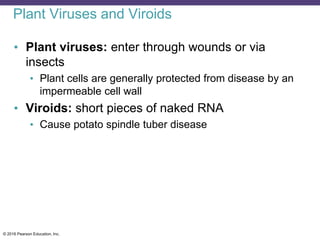 © 2016 Pearson Education, Inc.
Plant Viruses and Viroids
• Plant viruses: enter through wounds or via
insects
• Plant cells are generally protected from disease by an
impermeable cell wall
• Viroids: short pieces of naked RNA
• Cause potato spindle tuber disease
 