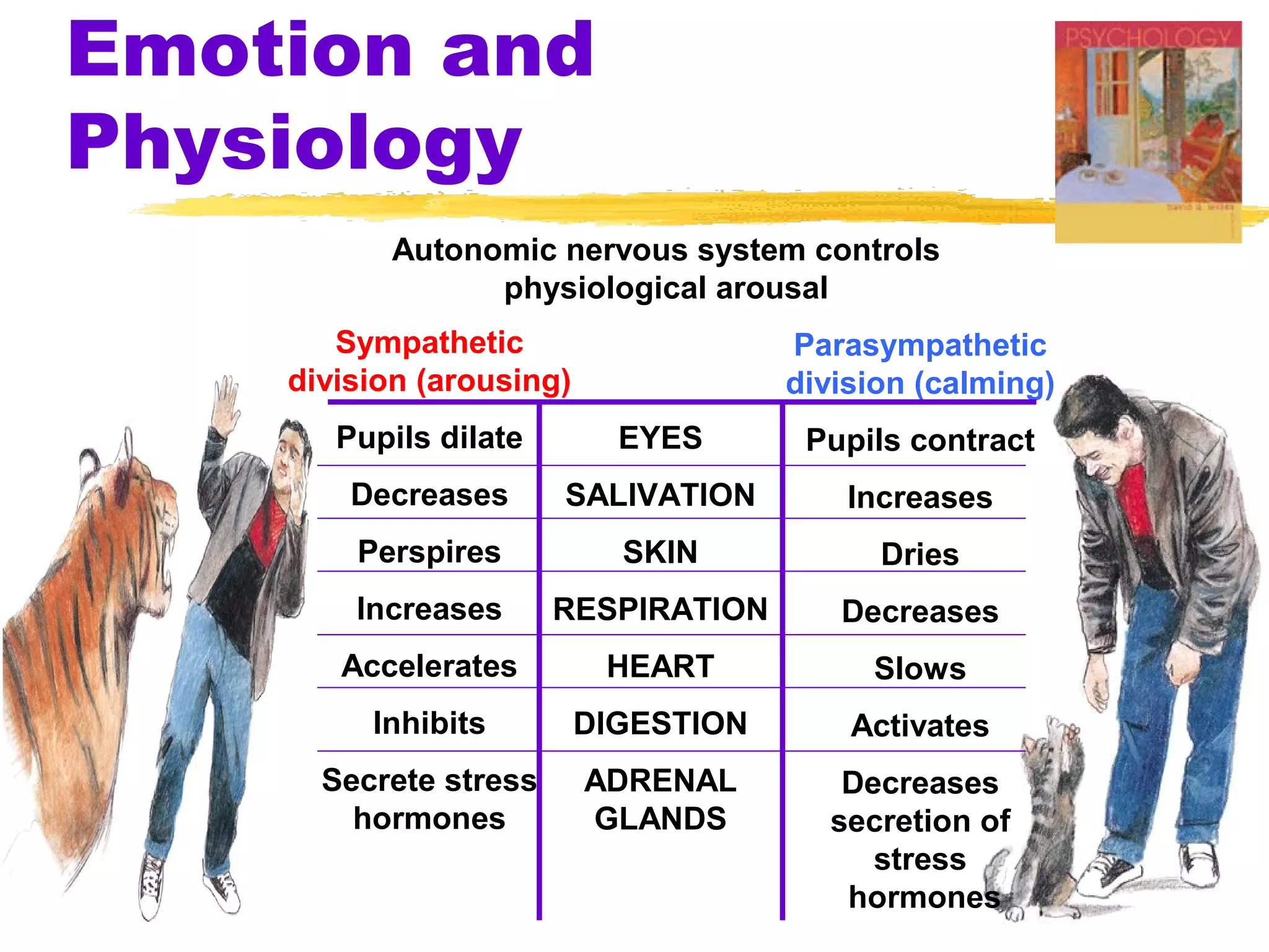 Emotion and
Physiology
          Autonomic nervous system controls
                physiological arousal
       Sympathetic                    Parasympathetic
    division (arousing)               division (calming)
       Pupils dilate        EYES       Pupils contract
        Decreases      SALIVATION         Increases
        Perspires           SKIN            Dries
        Increases      RESPIRATION       Decreases
       Accelerates         HEART           Slows
         Inhibits         DIGESTION       Activates
      Secrete stress      ADRENAL         Decreases
        hormones          GLANDS         secretion of
                                            stress
                                          hormones
 