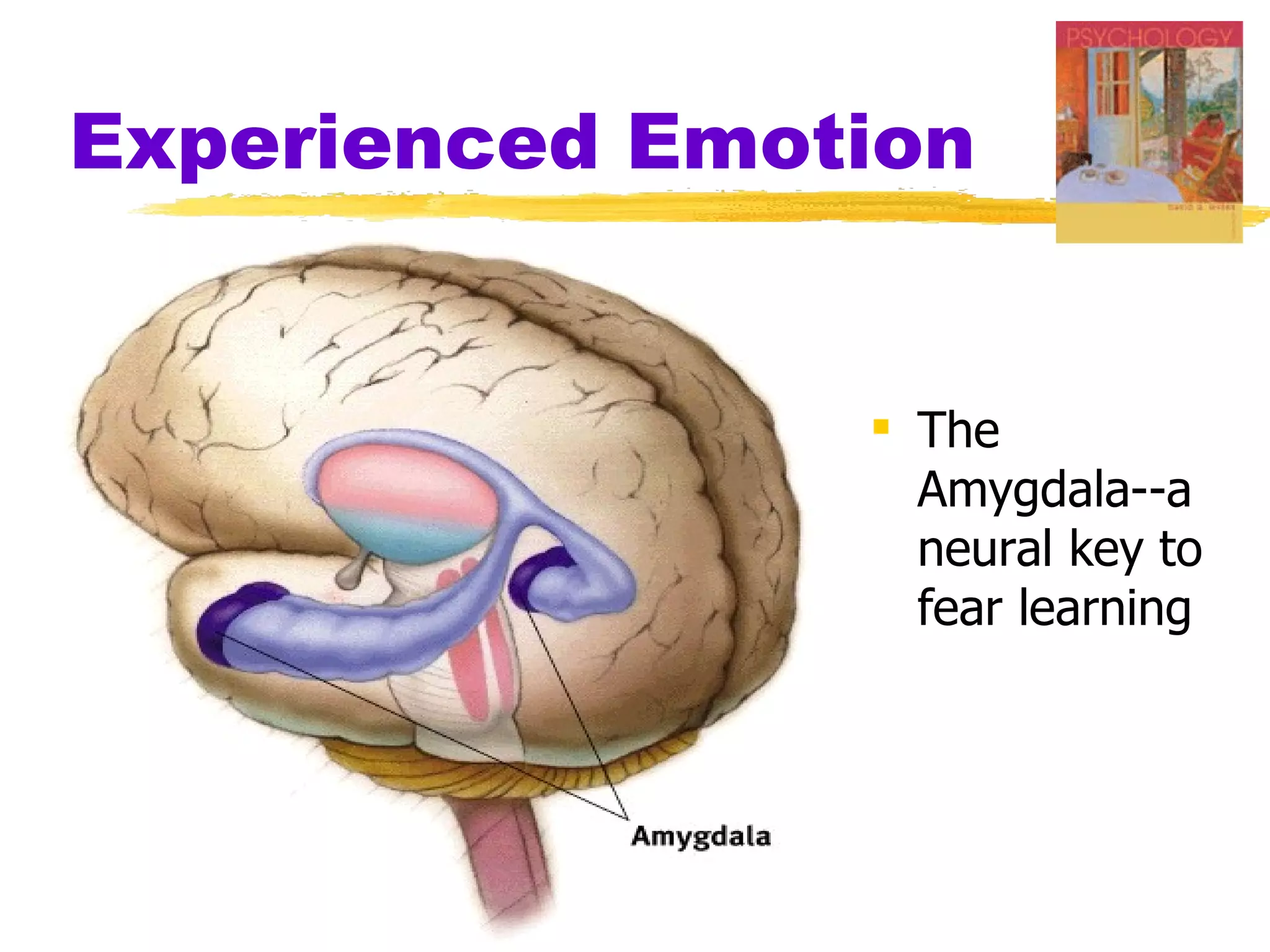 Experienced Emotion


                 The
                  Amygdala--a
                  neural key to
                  fear learning
 