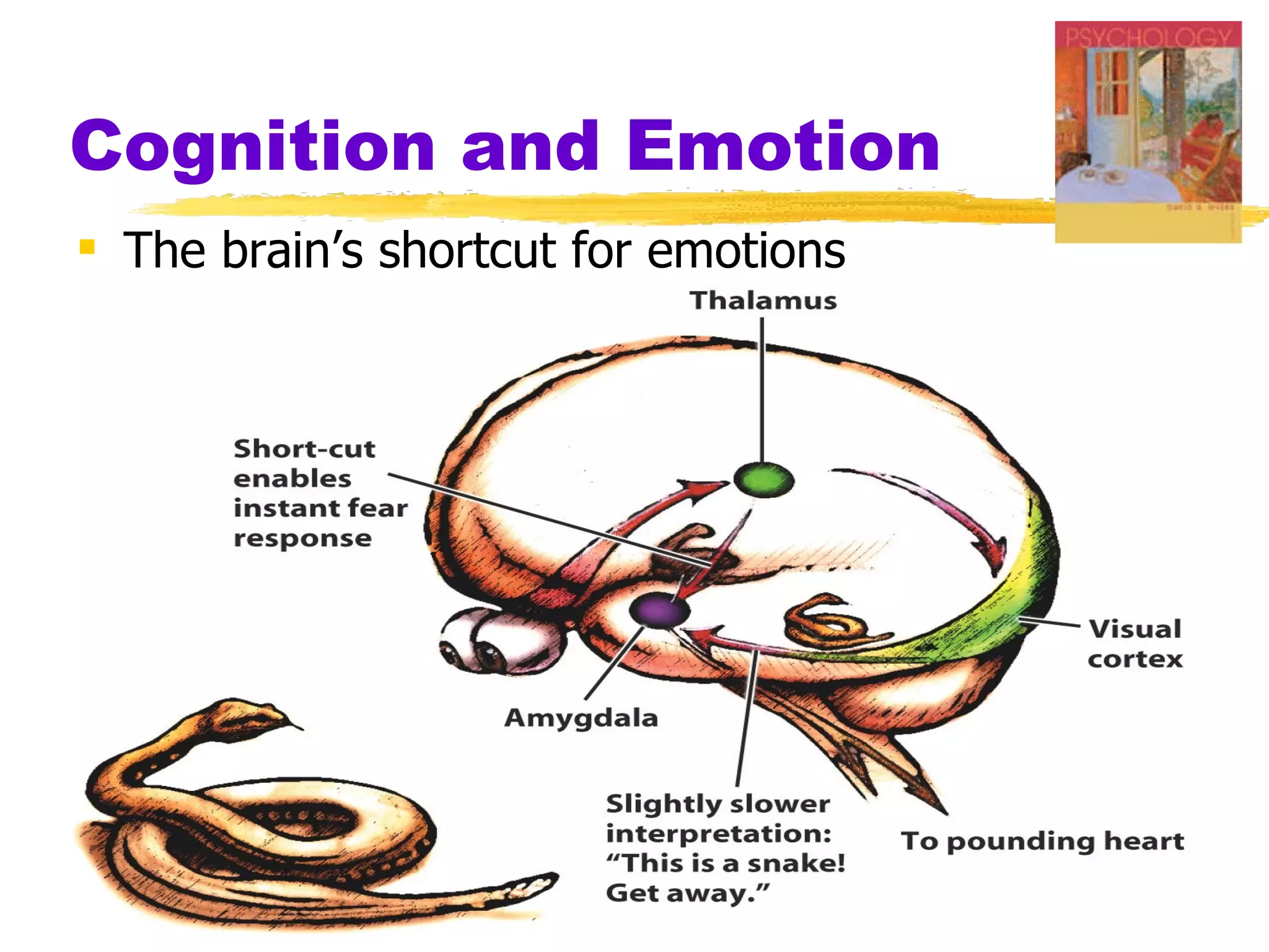 Cognition and Emotion
 The brain’s shortcut for emotions
 