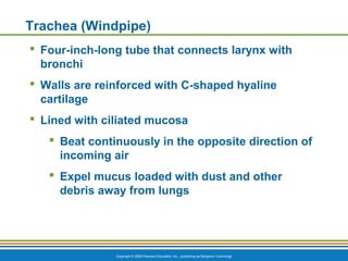 Windpipe Collapse Ch13ppt respiratory system honors | PPT