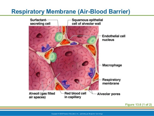 Ch13ppt respiratory system honors