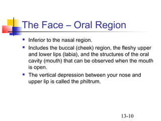 13-10
The Face – Oral Region
 Inferior to the nasal region.
 Includes the buccal (cheek) region, the fleshy upper
and lower lips (labia), and the structures of the oral
cavity (mouth) that can be observed when the mouth
is open.
 The vertical depression between your nose and
upper lip is called the philtrum.
 