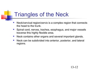 13-12
Triangles of the Neck
 Neck/cervical region/cervix is a complex region that connects
the head to the trunk.
 Spinal cord, nerves, trachea, esophagus, and major vessels
traverse this highly flexible area.
 Neck contains other organs and several important glands.
 Neck can be subdivided into anterior, posterior, and lateral
regions.
 