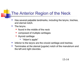 13-14
The Anterior Region of the Neck
 Has several palpable landmarks, including the larynx, trachea,
and sternal notch.
 The larynx.
 found in the middle of the neck
 composed of multiple cartilages
 thyroid cartilage

“Adam’s apple”
 Inferior to the larynx are the cricoid cartilage and trachea.
 Terminates at the sternal (jugular) notch of the manubrium and
the left and right clavicles.
 