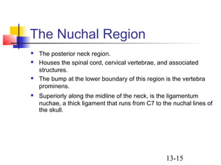 13-15
The Nuchal Region
 The posterior neck region.
 Houses the spinal cord, cervical vertebrae, and associated
structures.
 The bump at the lower boundary of this region is the vertebra
prominens.
 Superiorly along the midline of the neck, is the ligamentum
nuchae, a thick ligament that runs from C7 to the nuchal lines of
the skull.
 