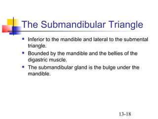 13-18
The Submandibular Triangle
 Inferior to the mandible and lateral to the submental
triangle.
 Bounded by the mandible and the bellies of the
digastric muscle.
 The submandibular gland is the bulge under the
mandible.
 
